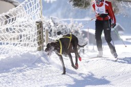 Lenk 2013